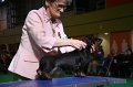 Crufts2010 651